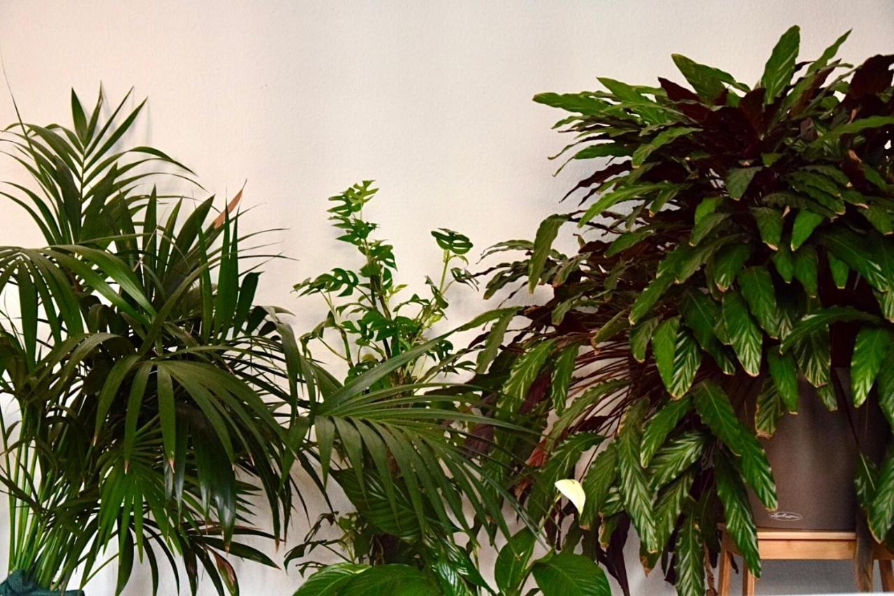 Greenbnbs: Cozy Urban Jungle In The City Centre エッセン エクステリア 写真